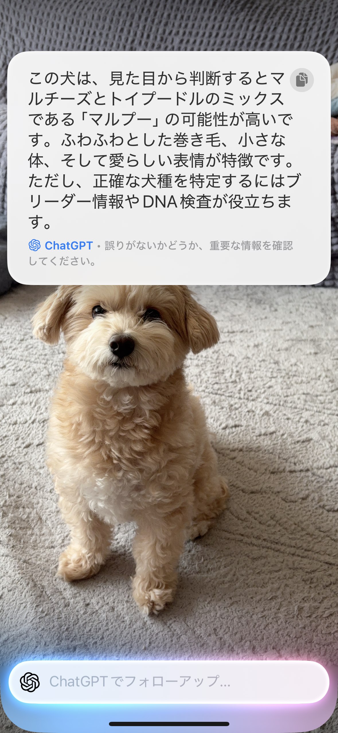愛犬の写真1