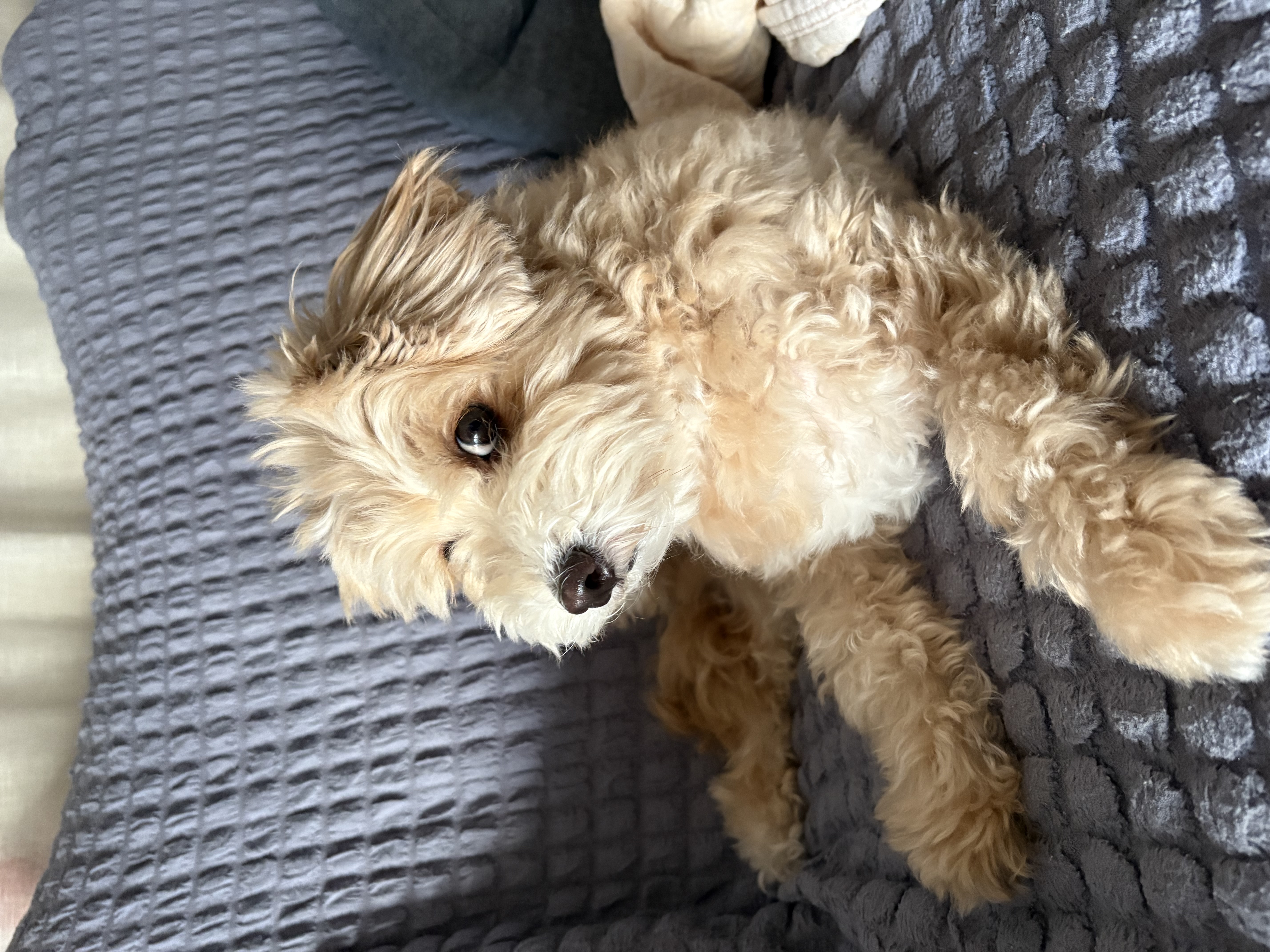 愛犬の写真3